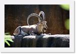 Steinbock (1) * Anders als ein menschlicher Steinbock wird dieser Artgenosse aus Syrien (Nubian Ibex) nur bis zu 17 Jahren alt und... * 2737 x 1827 * (1.59MB)